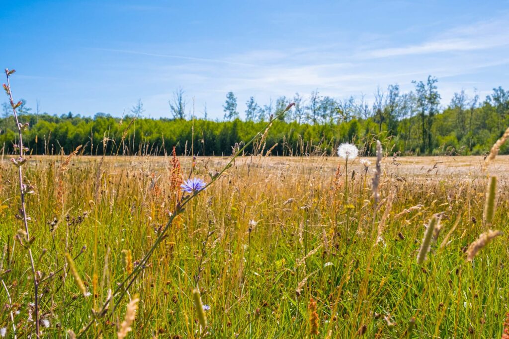 Acquérir et redynamiser des terres épuisées pour faire éclore de nouvelles réserves naturelles.